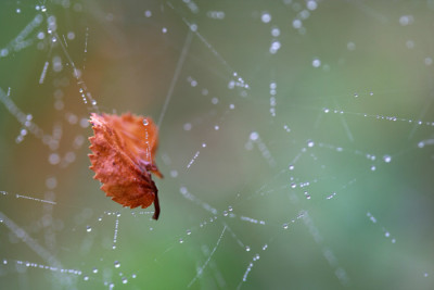 Fruhherbst-Gespinst-2.jpg
