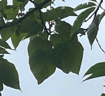 IMG_1172.jpeg