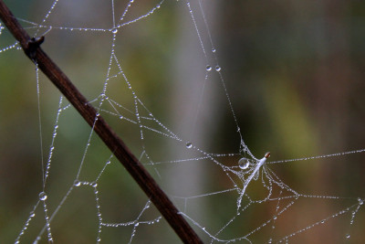 Fruhherbst-Gespinst-1.jpg
