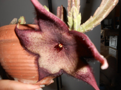 DSCN7896.JPG