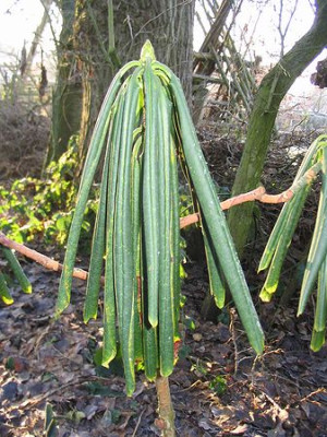 Rhododendron_calophytum_im_Frost.jpg