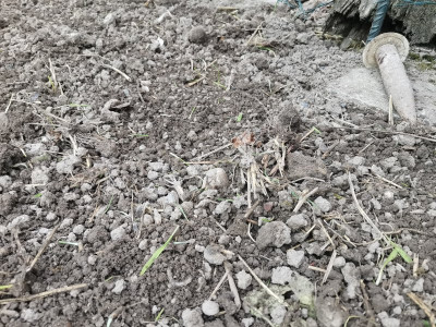 Gartenwiesel Arbeitsbild Beet.jpeg