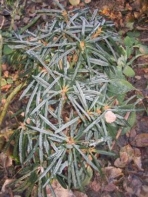 Rhododendron_roxieanum_im_Frost.jpg