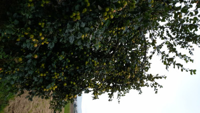 IMG-20240917-WA0004.jpeg