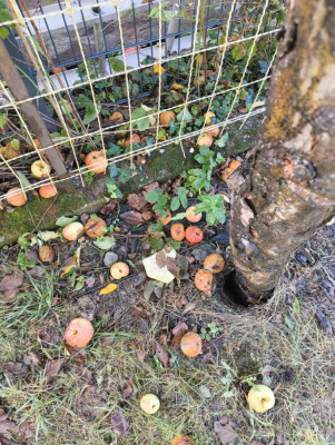 Apfel
