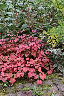 Astilbe-Color-Flash-Sep1624_001.jpg