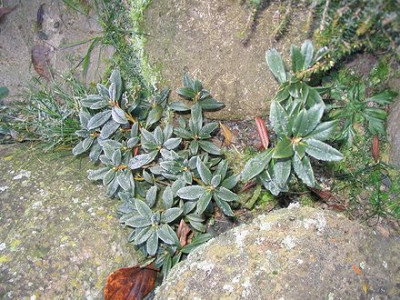 Rhododendron_ferrugineum.jpg