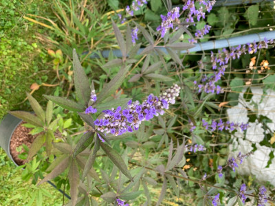 Vitex agnus-castus var. latifolia