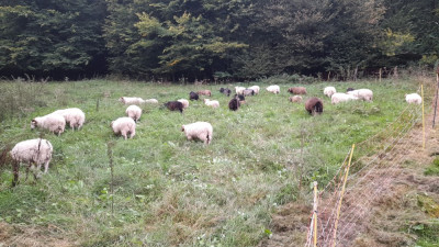 IMG-20240918-WA0016.jpeg