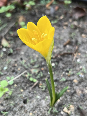2024-09-19 Sternbergia lutea.jpg