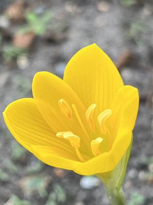 2024-09-19 Sternbergia lutea 1.jpg