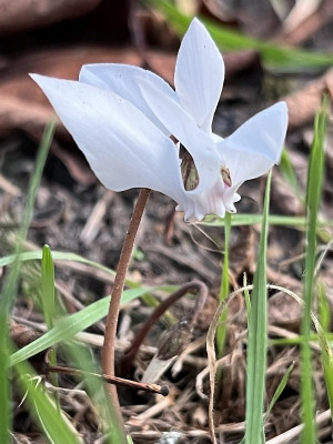 2024-09-19 Cycl. hederifolium.jpg