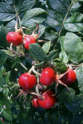Rosa_rugosa.JPG