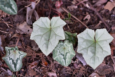 Cyclamen-Sep1924_013.jpg