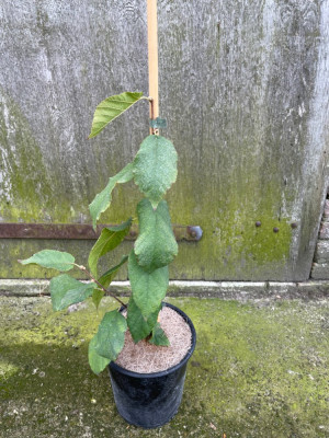 Corylus fargesii September 2024.jpg
