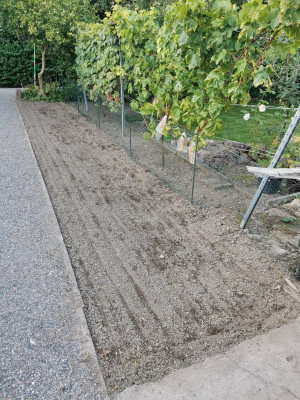 Feldsalat Vorbeet 20240918.jpeg
