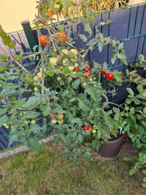 240918_Tomaten_Primabella.jpg