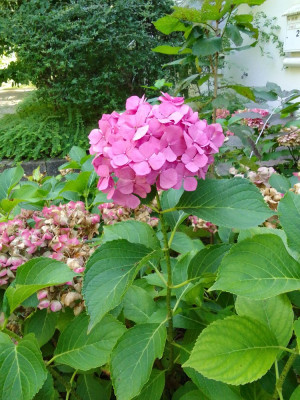 Hortensie.jpg
