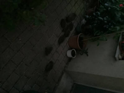 IMG_0317.jpeg