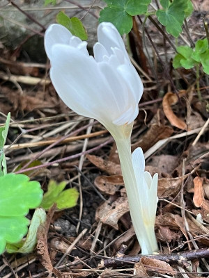 2024-09-19 Colchicum Autumnale Alboplenum Alba.jpg