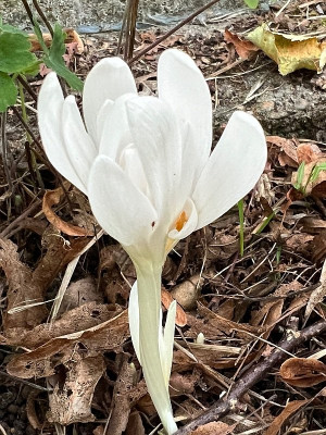 2024-09-19 Colchicum Autumnale Alboplenum Alba 1.jpg