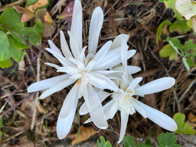 Colchicum autumnale Alboplenum Alba