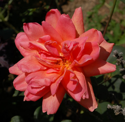 Anne_Marie_Trechslin_0010__37616.jpg
