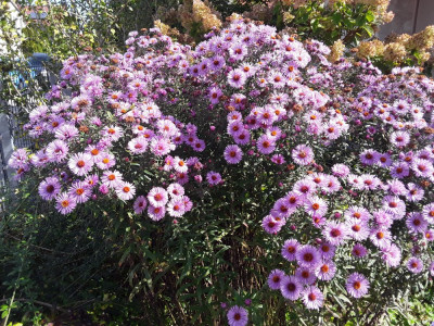 Aster.jpg