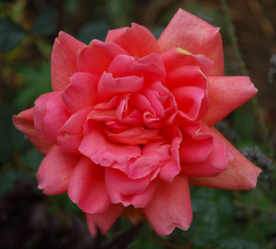 Anne_Marie_Trechslin_0010__S2_37611.jpg