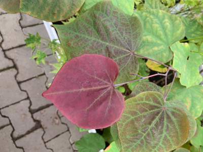 Cercis canadensis &quot;Forest Pantsy&quot;