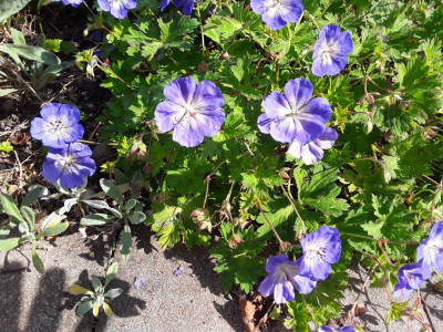 Geranium.jpg