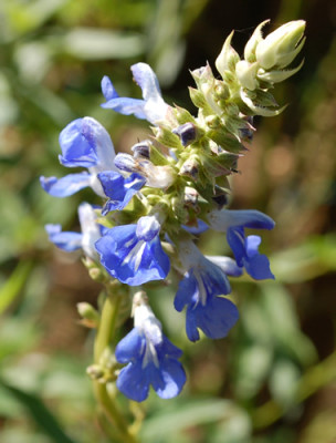 Sumpf-Salbei_0010__K1_37645.jpg