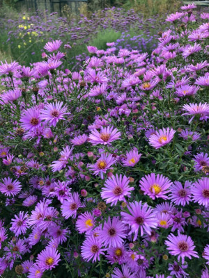 IMG_7141.jpeg