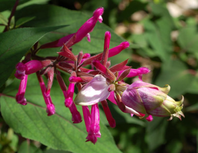 Salbei_involucrata_Bethellii_0010__H_37767.jpg