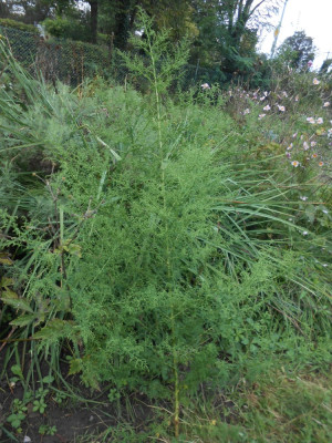DSCN7931.JPG
