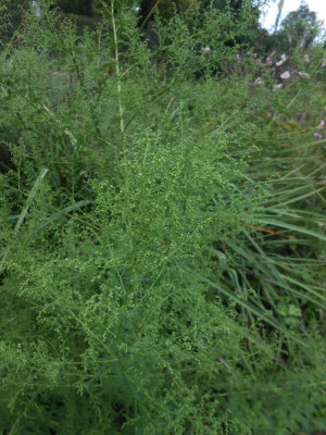 DSCN7932.JPG