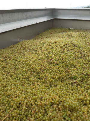 Chardonnay 20240922.jpeg