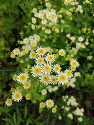 20240923_Tanacetum Selma Star.jpg
