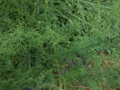 DSCN7933.JPG