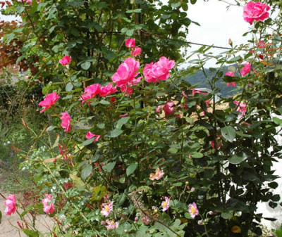 Romanze_0010__S4_37829.jpg