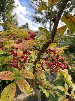 Zanthoxylum simulans Beeren Sept 2024.jpg