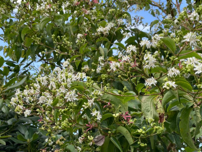 Heptacodium miconoides Sept 2024.jpg