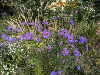 Aster-Orpheus.24-1.jpg