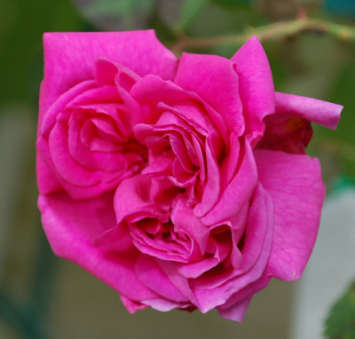 Reine_Marguerite_dItalie_0010__37800.jpg