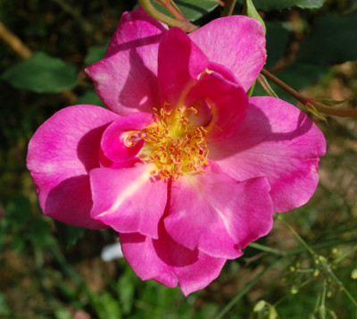 nicht_Grafin_Ada_Bredow_0010__K_37863.jpg