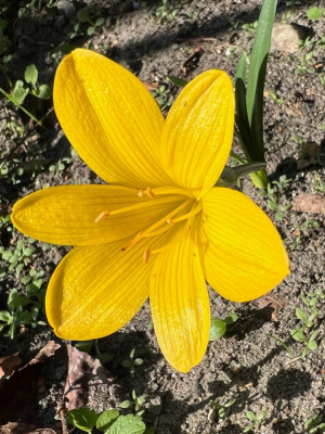 Sternbergia lutea