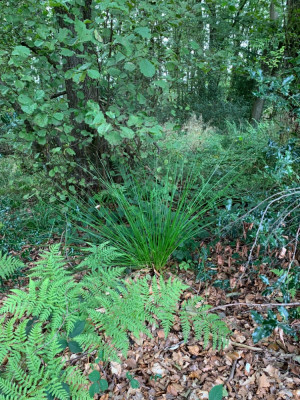 Juncus E