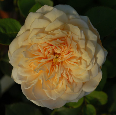 Odile_Masquelier_0010__N_37897.jpg