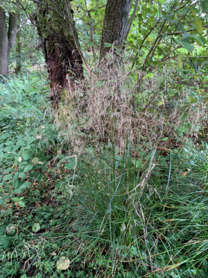 Deschampsia cespitosa