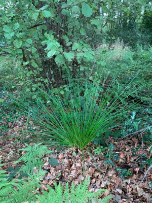 Juncus Effusus